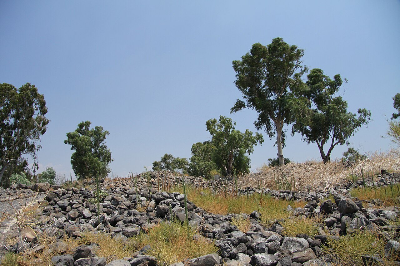 Excavated basalt ruins of Bethsaida among dry grass and eucalyptus trees.