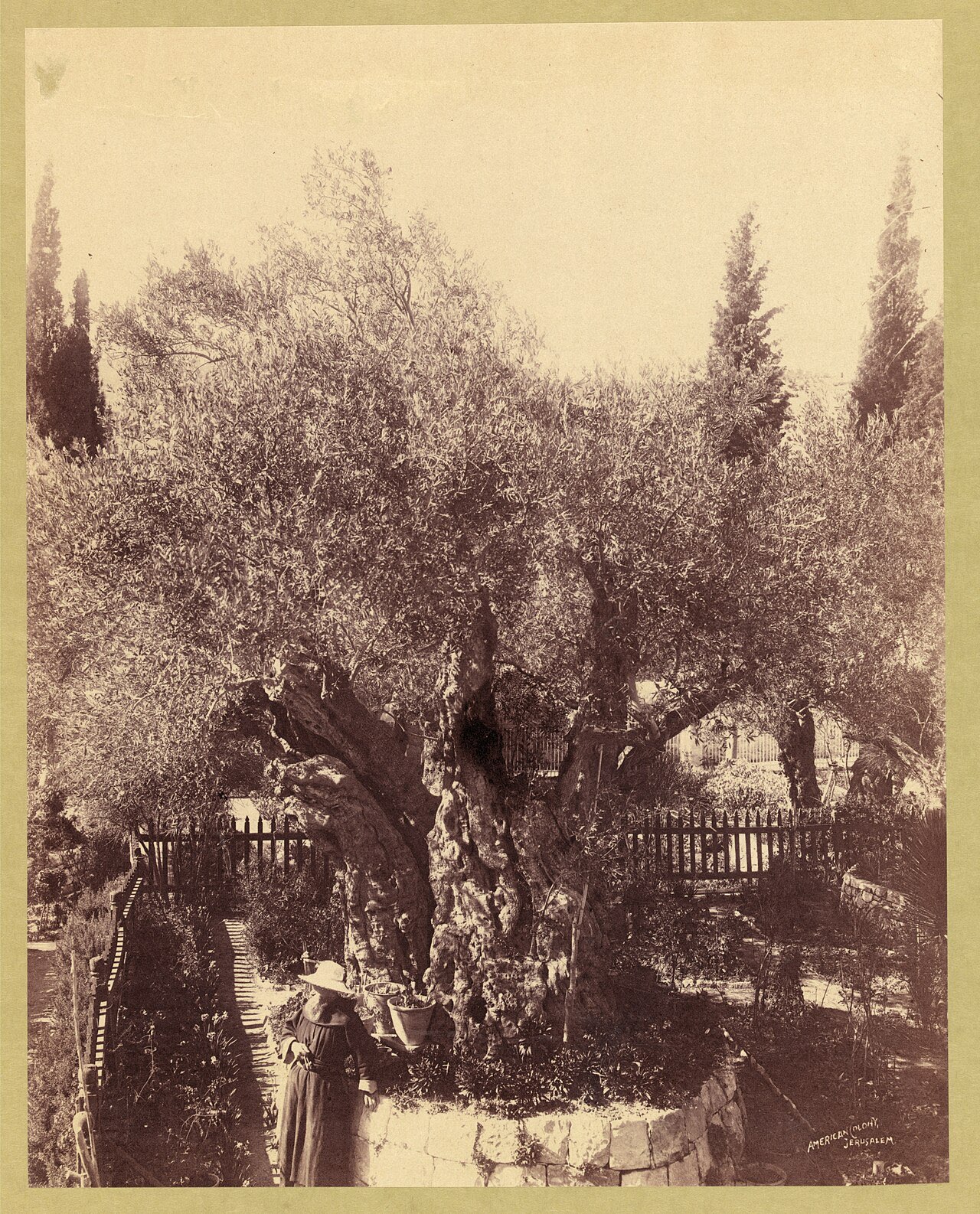 A sepia photograph from around 1900: a Franciscan monk stands beside the huge gnarled trunk of an ancient olive tree in the Garden of Gethsemane.