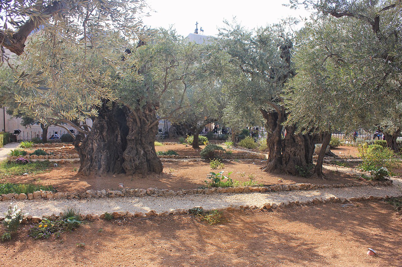 Ancient olive trees in the Garden of Gethsemane, their massive gnarled and hollowed trunks still carrying crowns of silver-green leaves.
